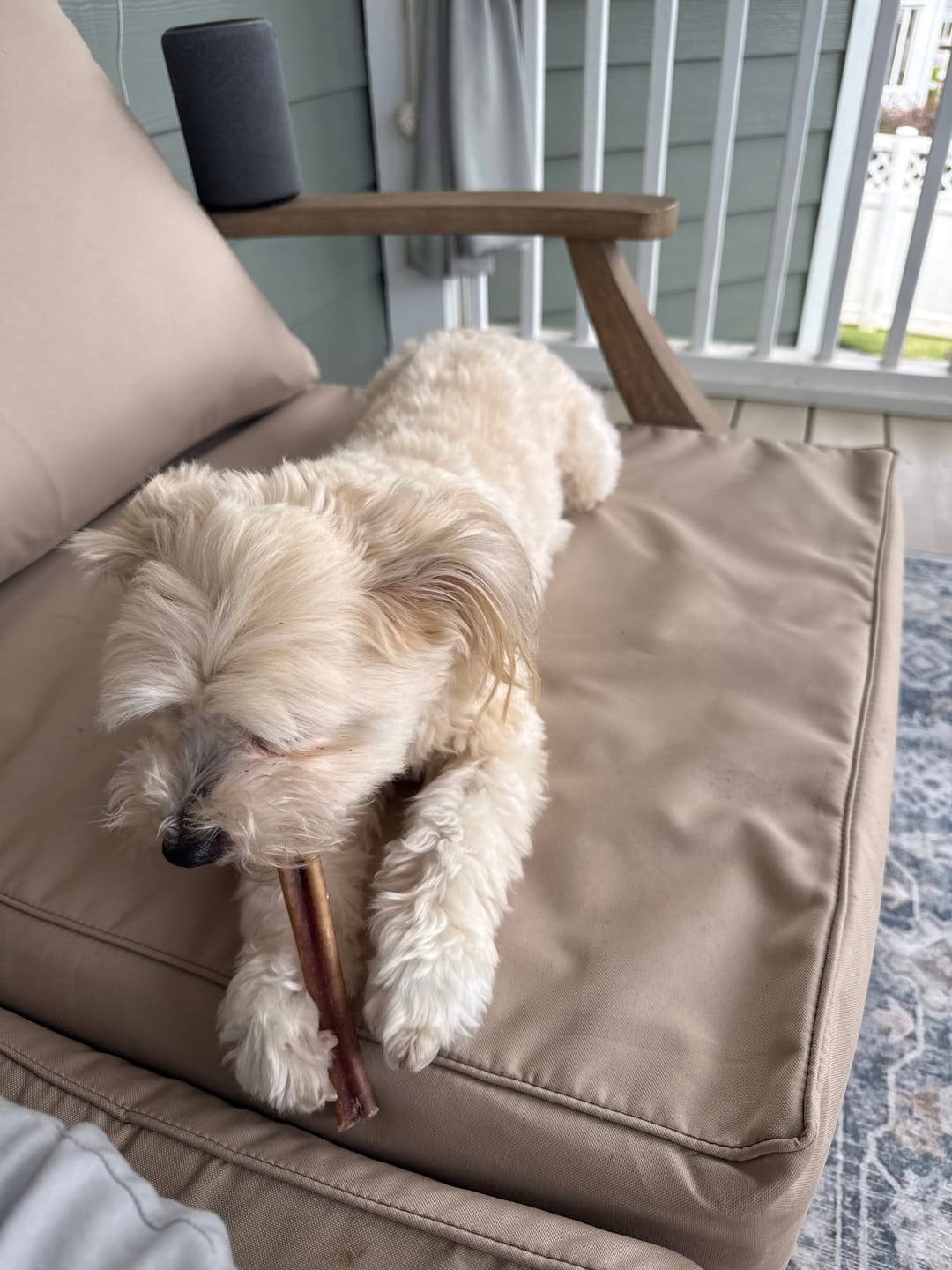 Customer photo review of Bully Sticks