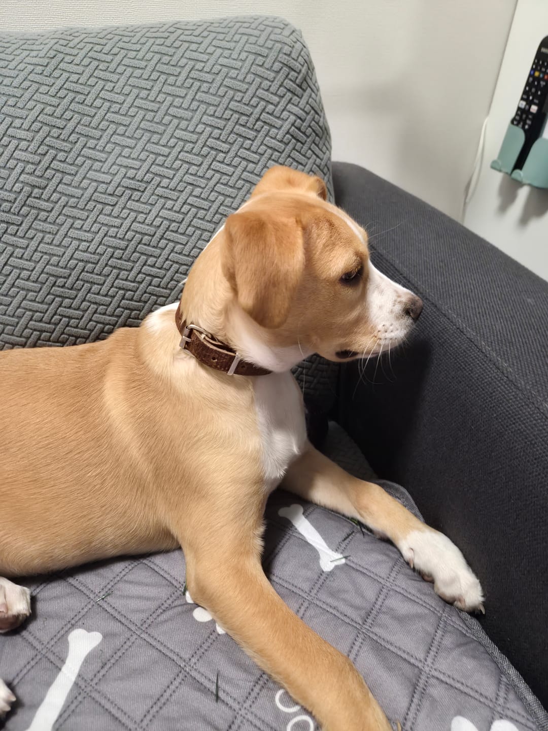 Customer photo review of Collar Duke Marrón Corrugado Envejecido/Marrón Corrugado Envejecido