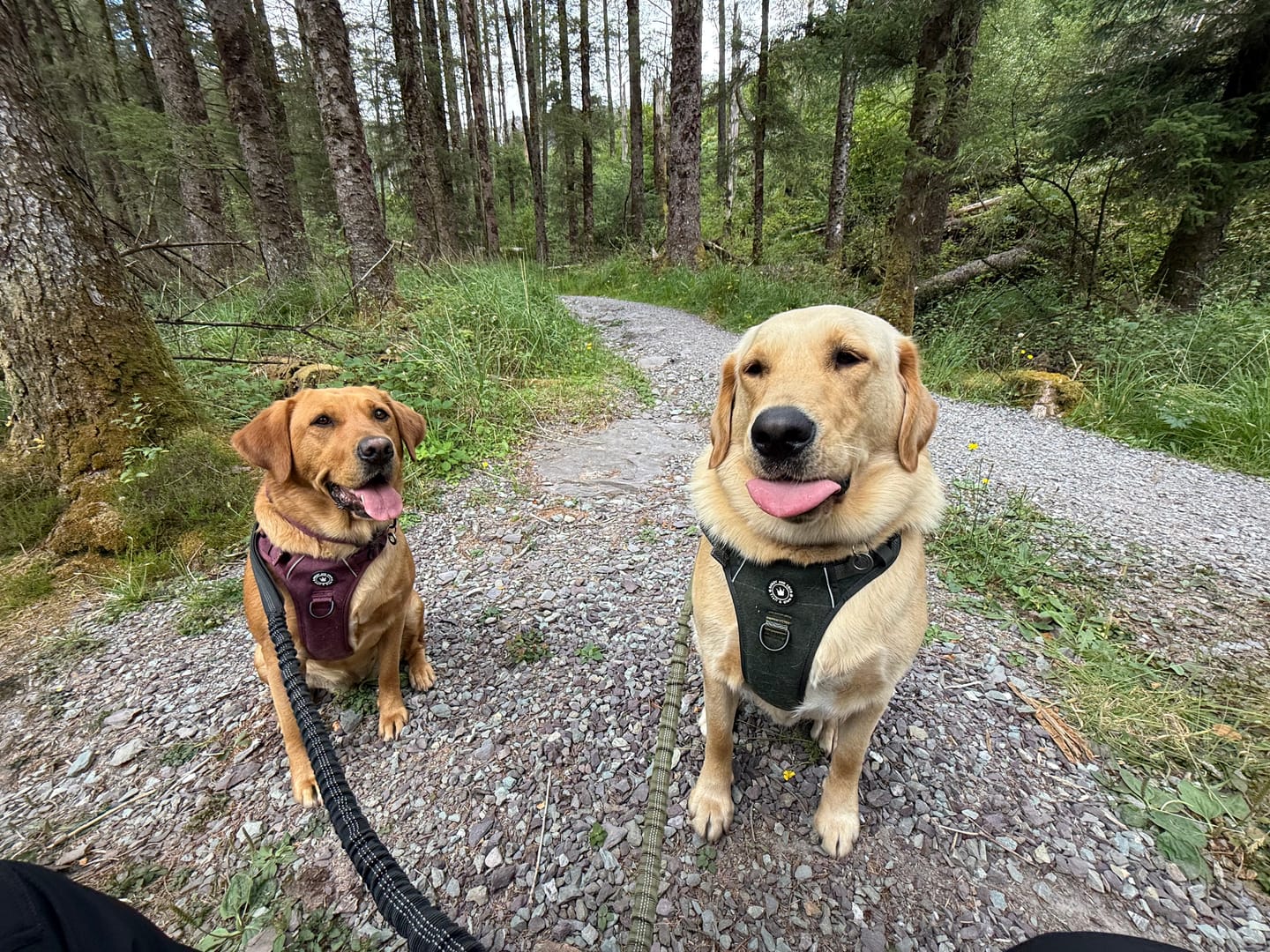 Customer photo review of Adjustable Collar - Mulberry Tweed