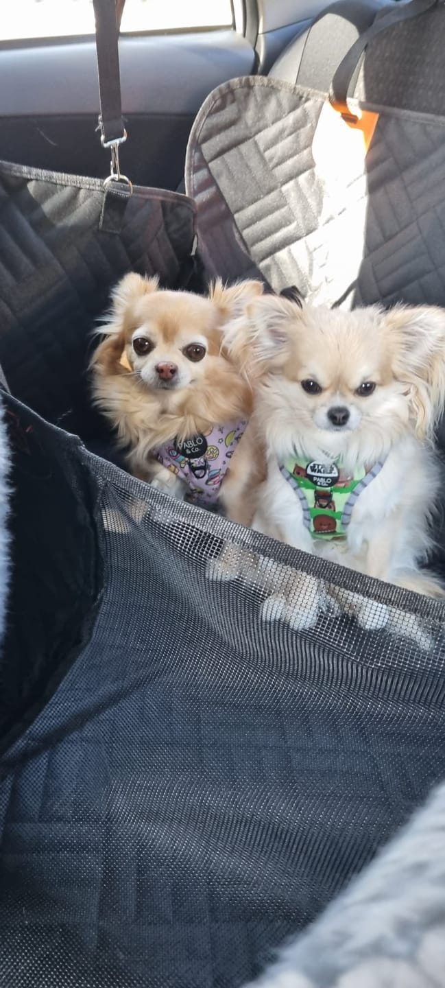 Customer photo review of Companion&Co™ Hard Bottom Car Seat Cover