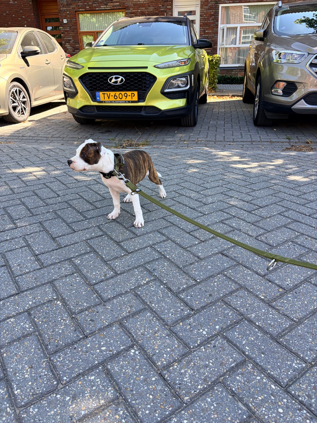 Customer photo review of Training Double Ended Dog Leash | 2m Length - Khaki