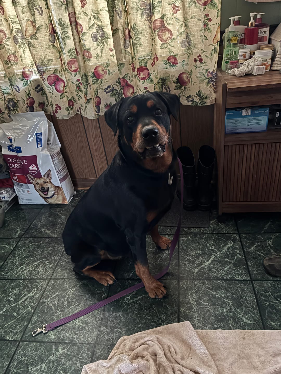 Customer photo review of Heartgard Plus for Dogs - Monthly Heartworm & Intestinal Worm Protection