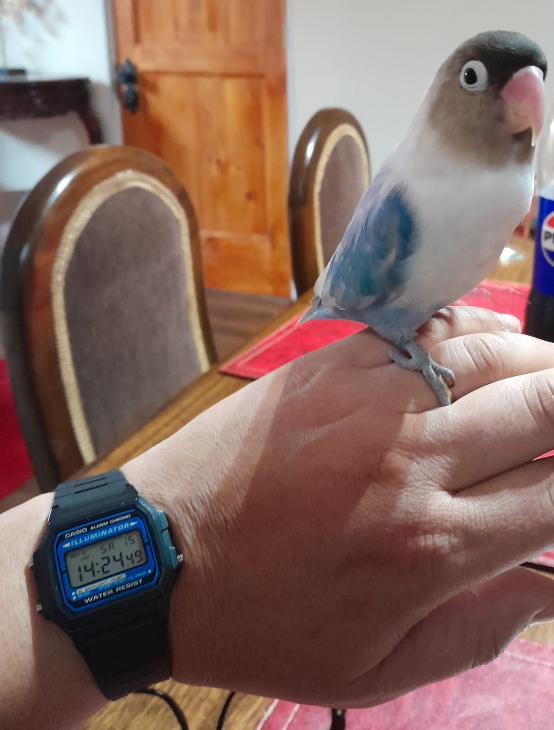 Customer photo review of Reloj Casio Vintage F-105W-1ADF Azul/Negro Illuminator NOS