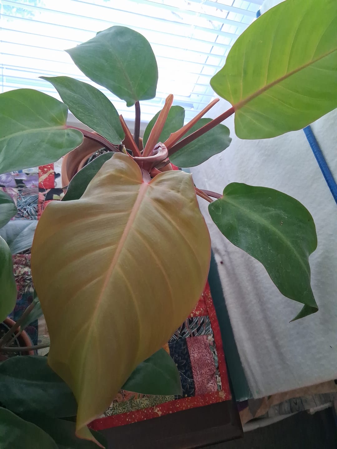 Customer photo review of Philodendron 'McColley's Finale'