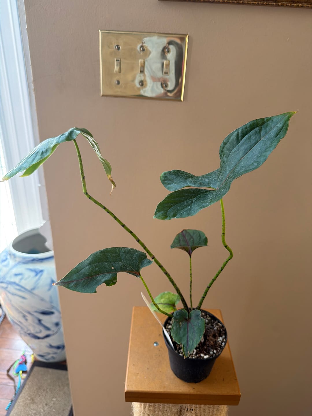 Customer photo review of Cyrtosperma johnstonii