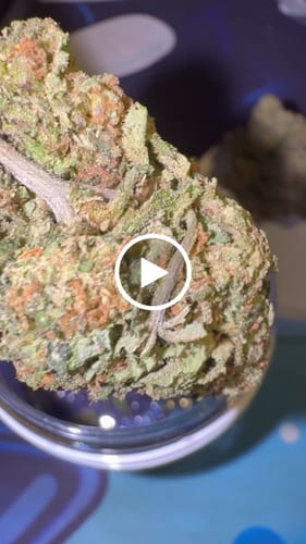 Customer video review of THC-A  29% Flower Permanent Marker