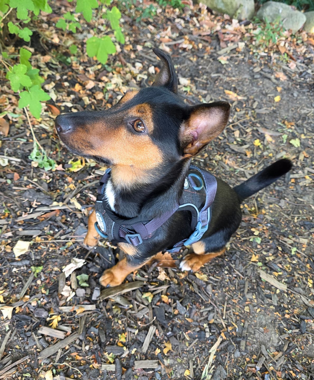 Customer photo review of Trail & Glow Tweed Dog Harness - Colour Drops - Charcoal Tweed