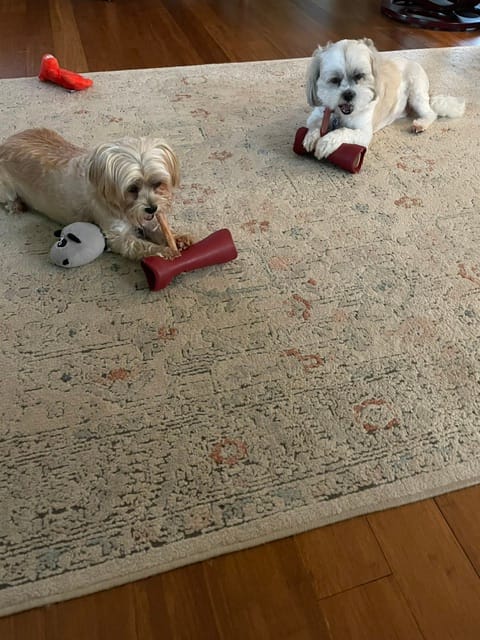 Customer photo review of Bully Stick Safety Holder