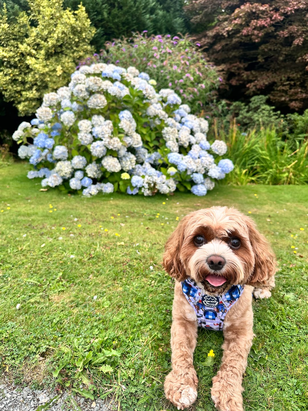 Customer photo review of Paddington™ Tough Trails™ Harness - London