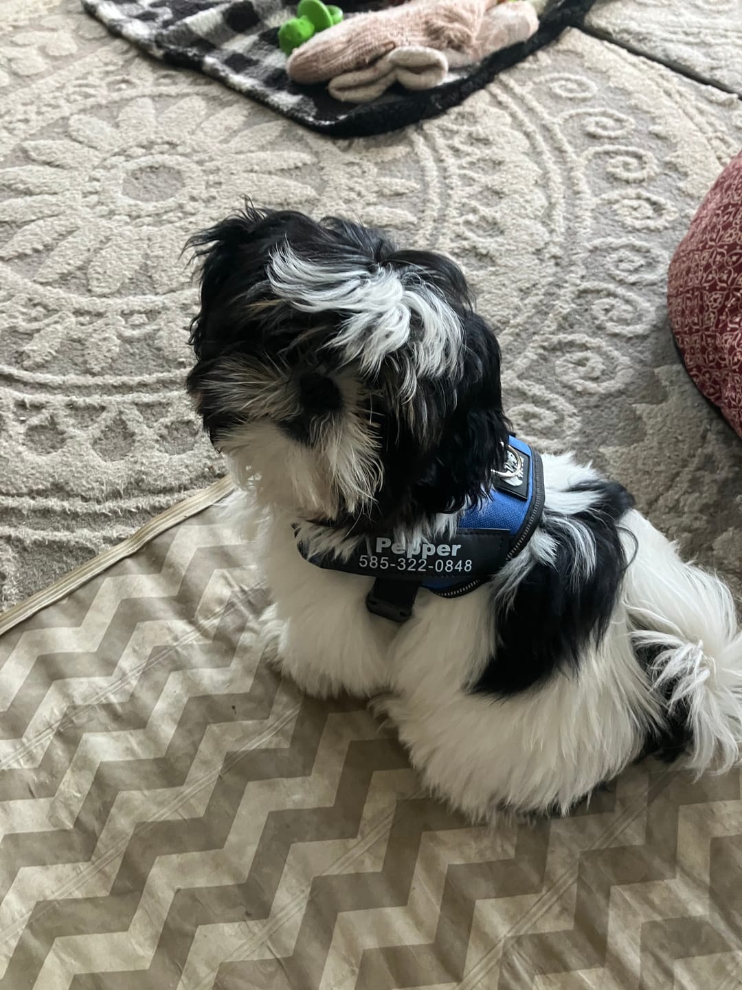 Customer photo review of Dogshood ™ Easy On
