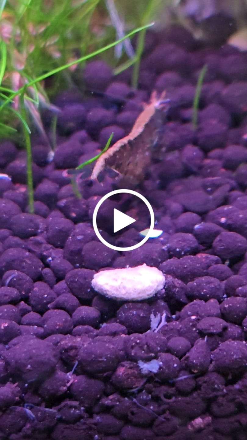 Customer video review of Skittles Shrimp