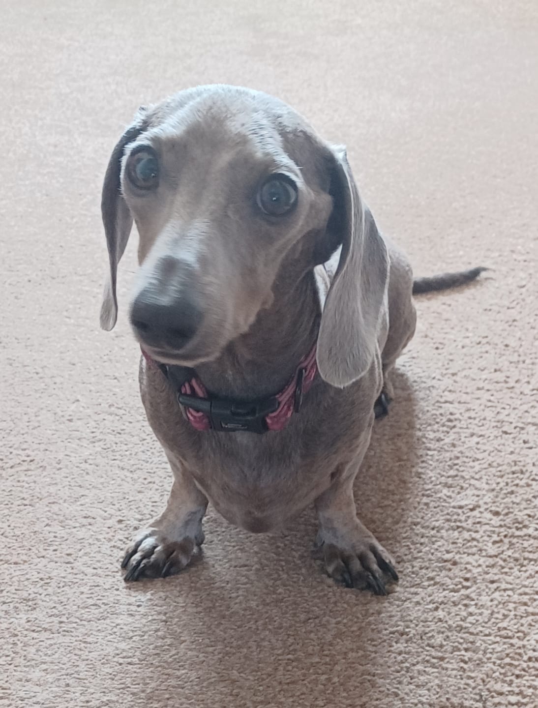 Customer photo review of Collar - Mable's Meadow