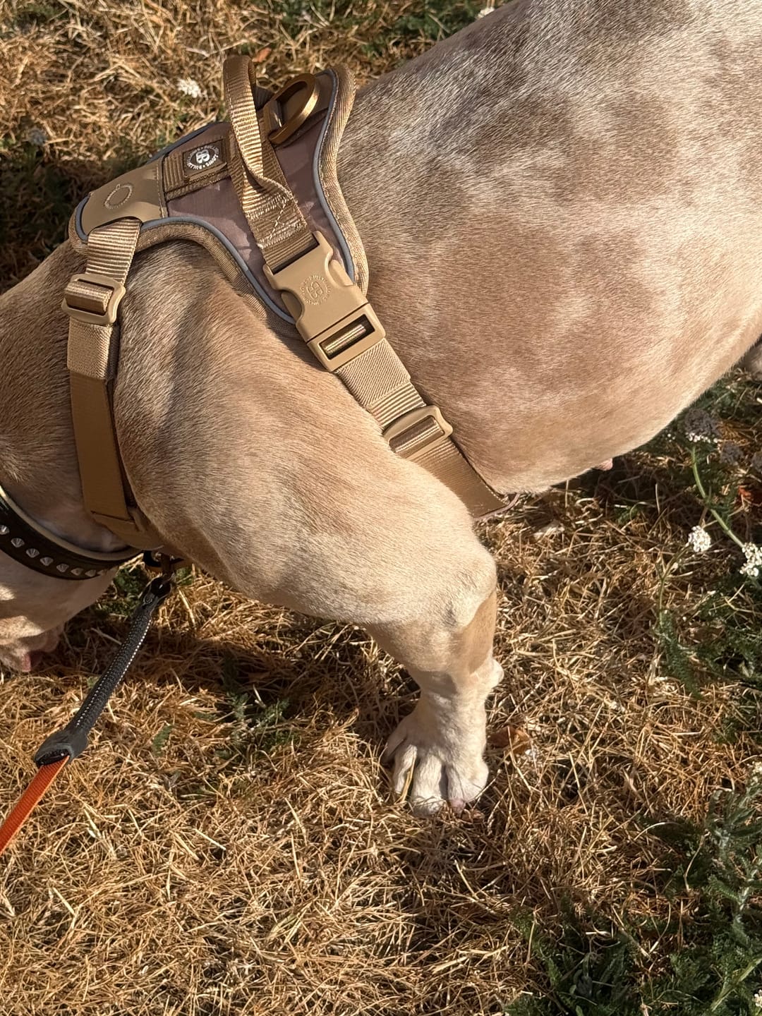Customer photo review of Anti Pull Hurricane Harness Lighter | With Handle - Tan X Tan