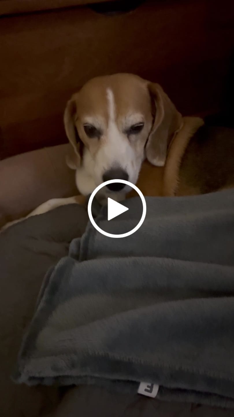 Customer video review of Manta Relajante para Mascotas
