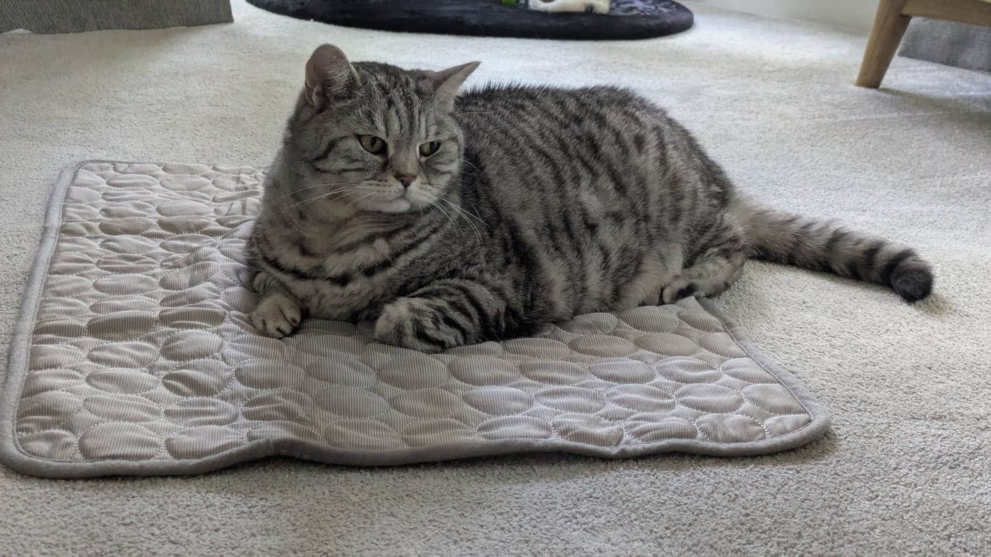 Customer photo review of The Ultimate Cooling Pet Mat