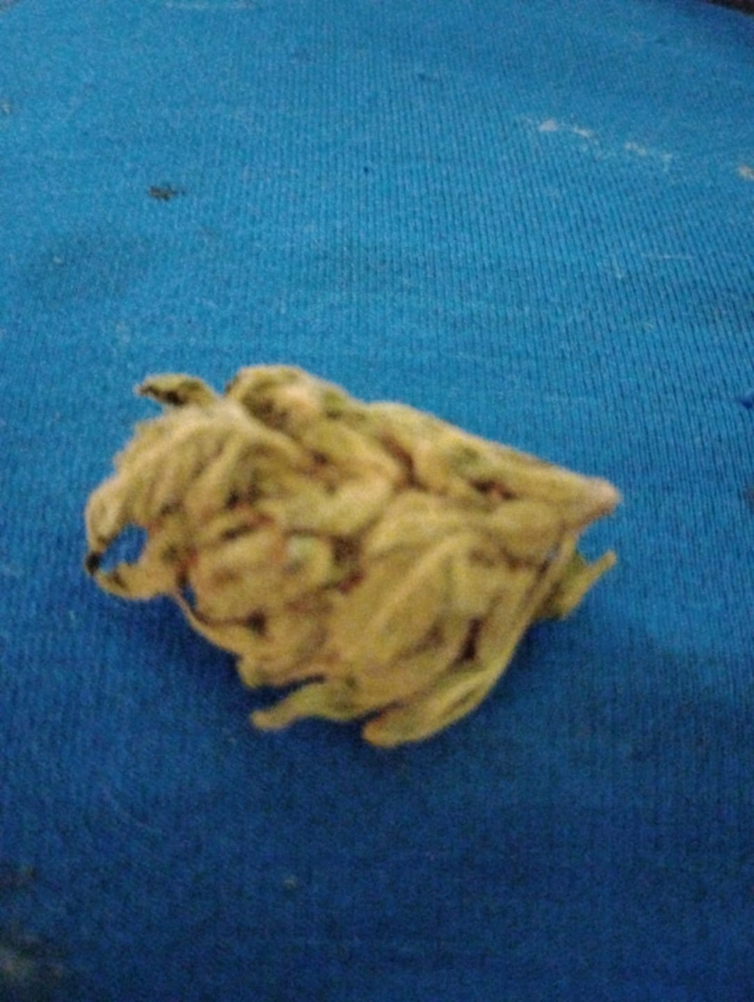 Customer photo review of Platinum OG - 28 Grams - Indica