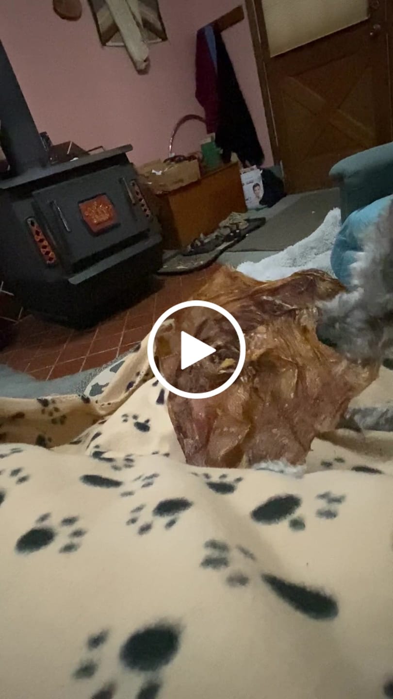 Customer video review of Chewy Ostrich Whole Gizzard: The Protein & Omega-3 Rich, Natural Dog Chew Treat