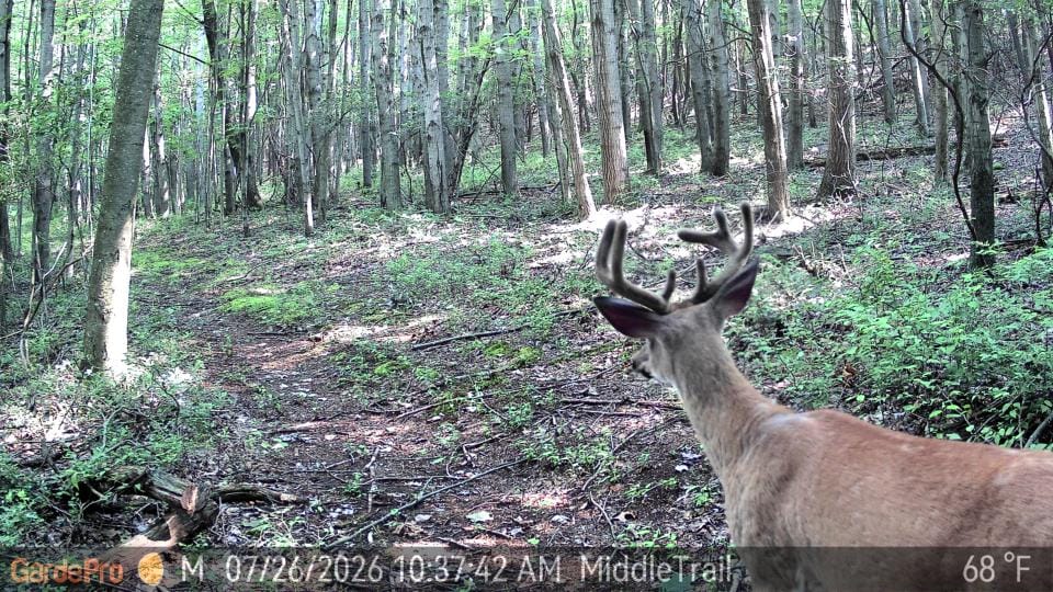 Customer photo review of GardePro Link 1.0 3000ft(1km) Long-Range WiFi Trail Camera