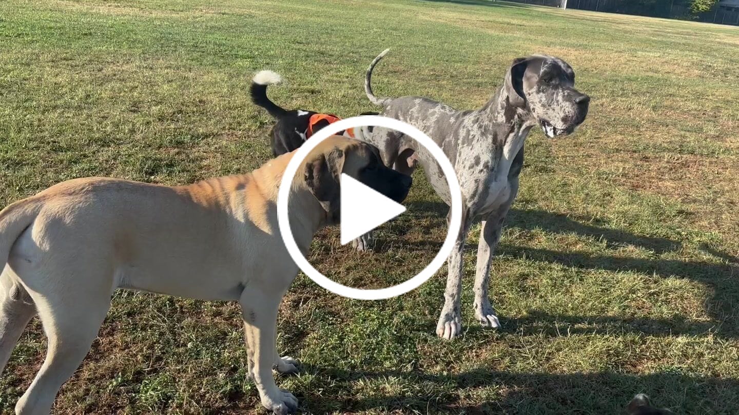Customer video review of K9 Immune™