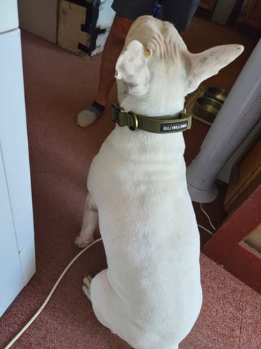 Customer's white dog wearing a khaki 2.5cm Lighter Combat Collar with handle, sitting indoors.