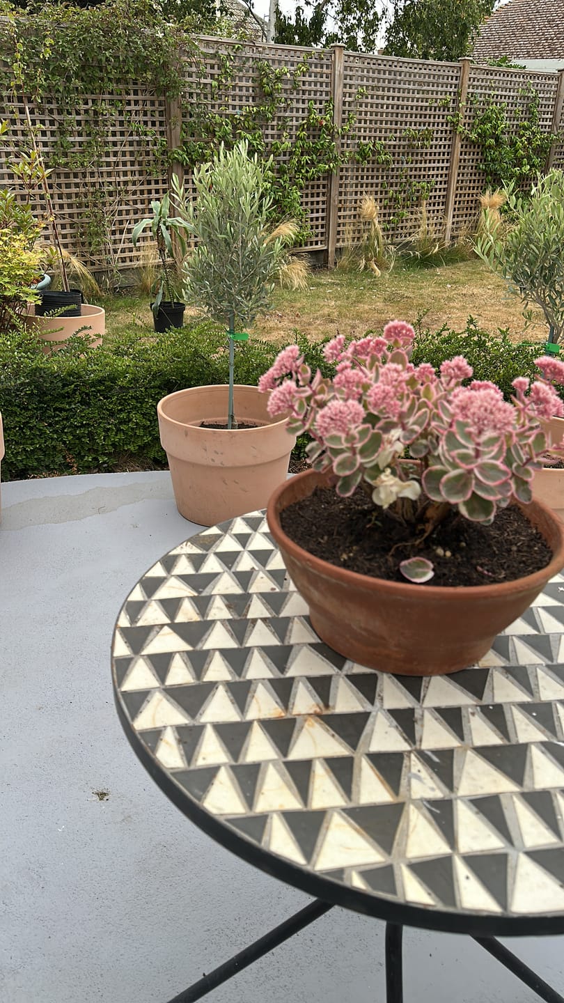 Customer photo review of Standard Olive Tree 90-100cm 5L