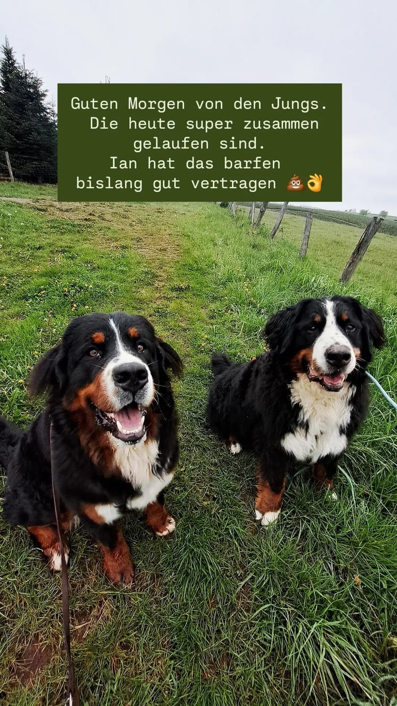 Customer photo review of Beruhigungspulver für Hunde