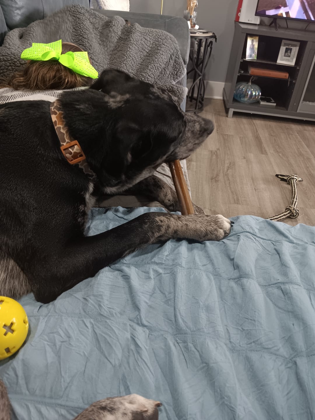 Customer photo review of Wholly Pup Gift Card