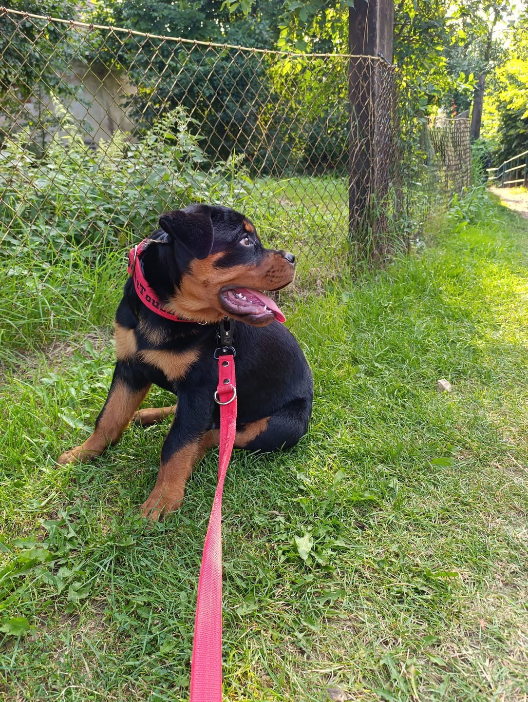 Customer photo review of Smycz przepinana dla psa- Multi Leash Czerwona