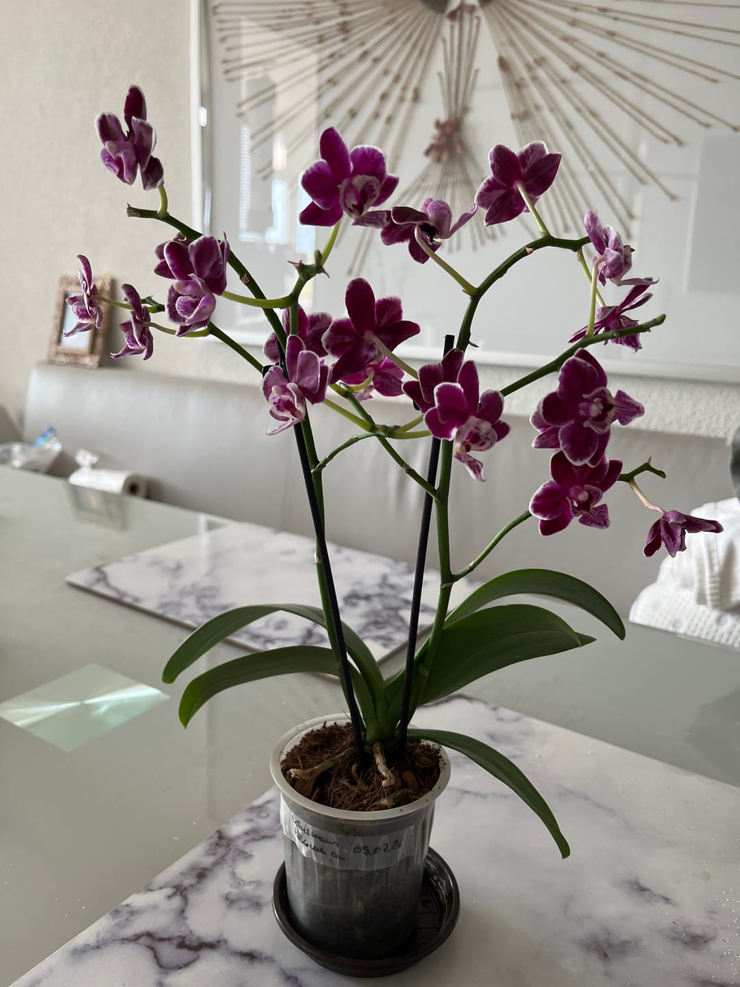 Customer photo review of Table Dance Trailblazer mit weinroten Blüten und 2 Rispen