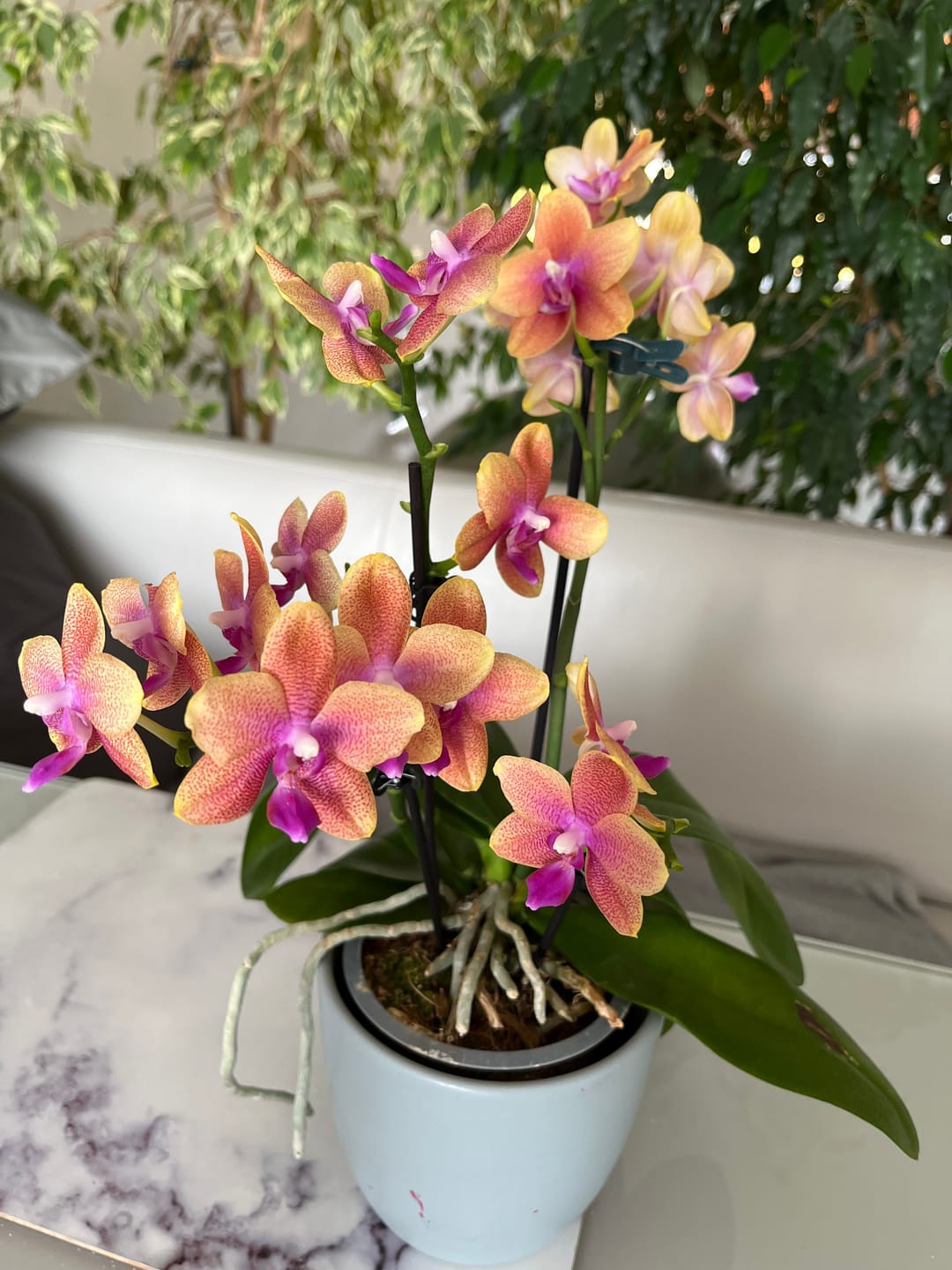 Customer photo review of Phalaenopsis Duftorchidee Bolgheri mit orangen Blüten und 3  kurzen Rispen