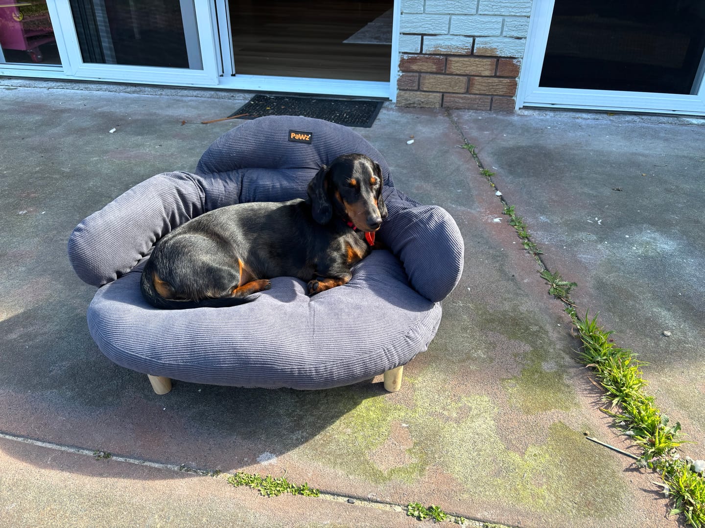 Customer photo review of CloudNest Elevated Pet Sofa Bed