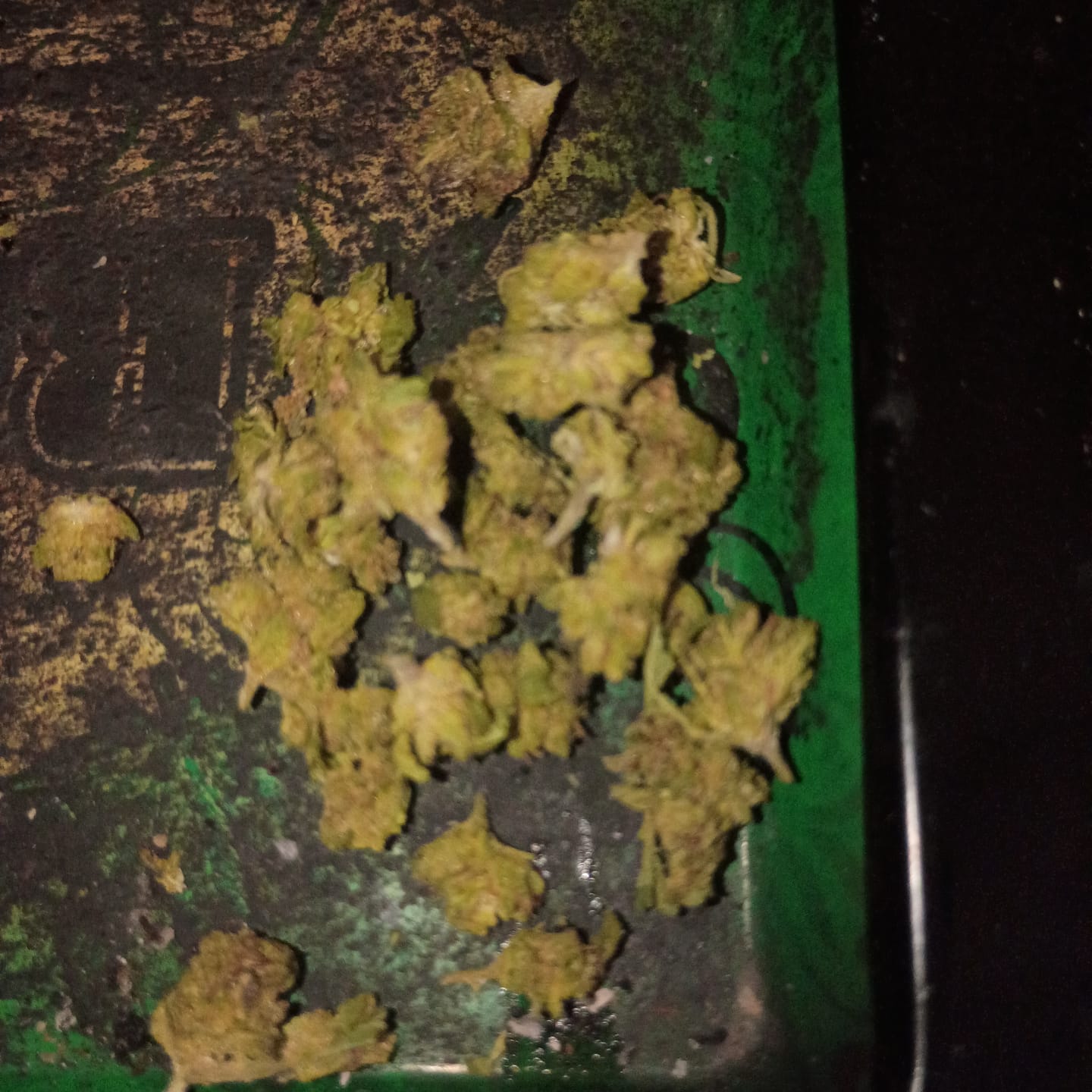Customer photo review of Bubba OG MICROS - 28 Grams - Indica