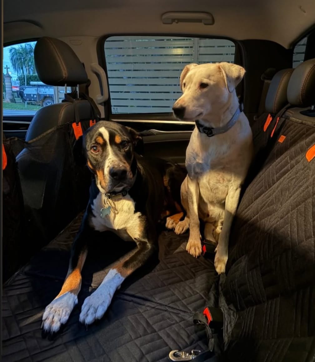 Customer photo review of Marlo&Co™ Dog Seat Cover