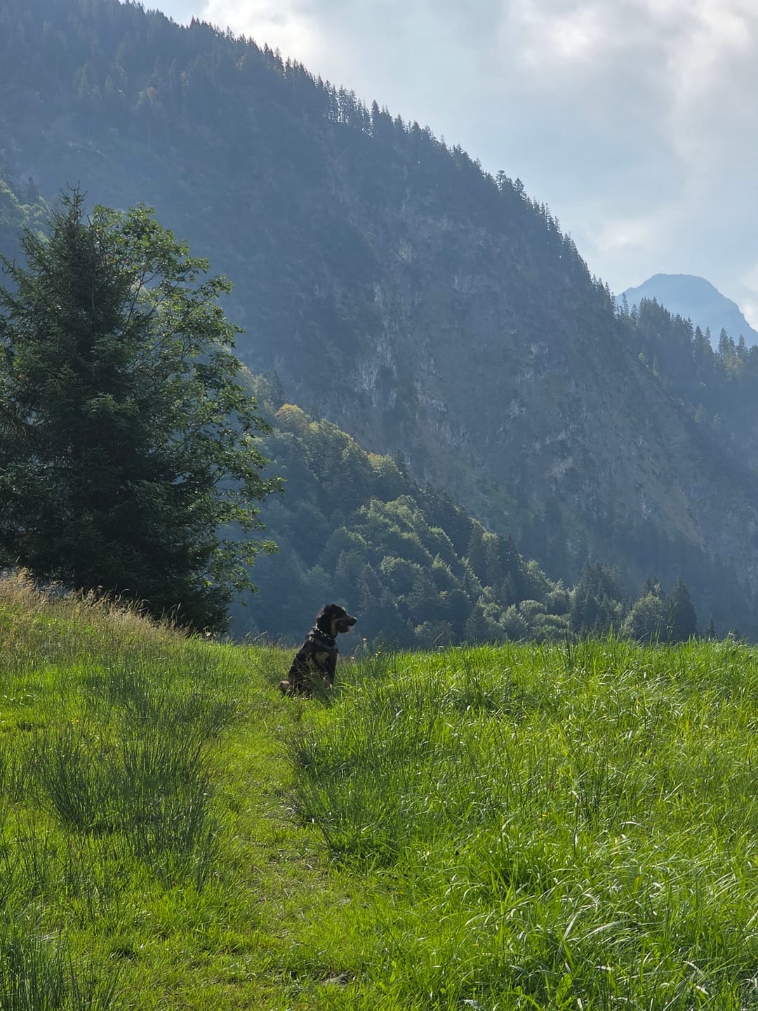 Customer photo review of DNA Test Rassebestimmung Pro Hund