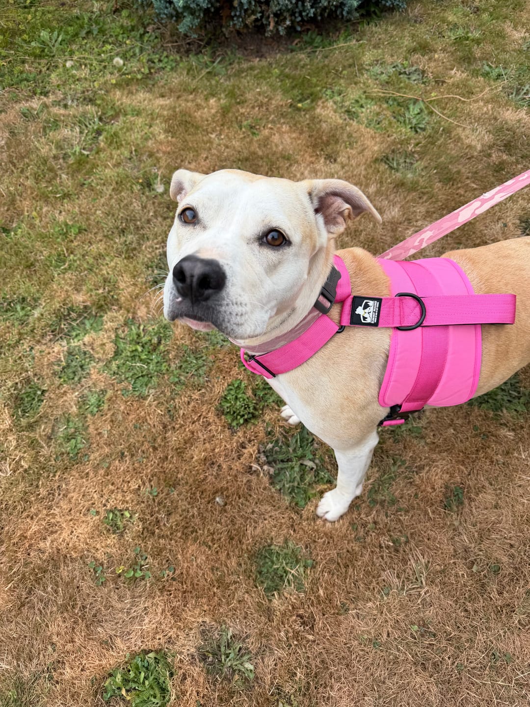 Customer photo review of No Pull Bully Proof Harness