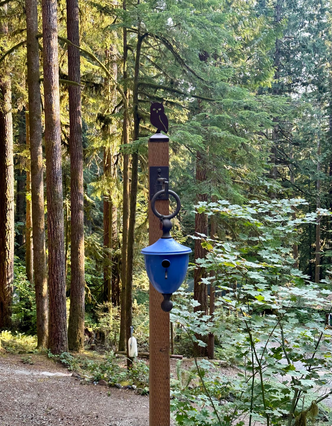 Customer photo review of Owl Fence Post Cap (Multiple Post Sizes Available)