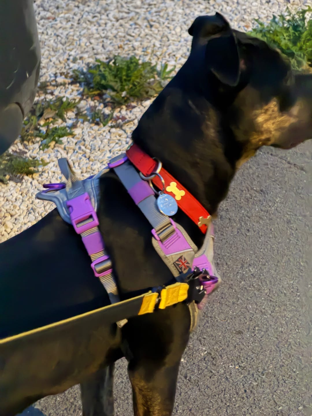 Customer photo review of Anti Pull Hurricane Harness Lighter | With Handle - Purple X Metal Grey
