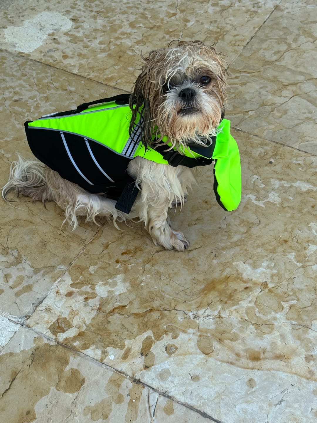 Customer photo review of AquaPawz™ Dog Life Jacket