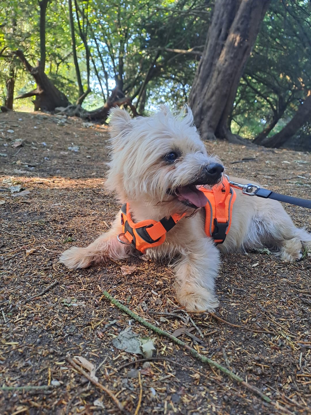 Customer photo review of Anti Pull Hurricane Harness Lighter | With Handle - Orange