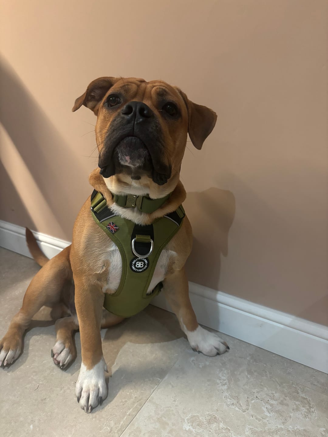 Customer photo review of 4cm Combat Billowthane® Collar | Waterproof - Khaki