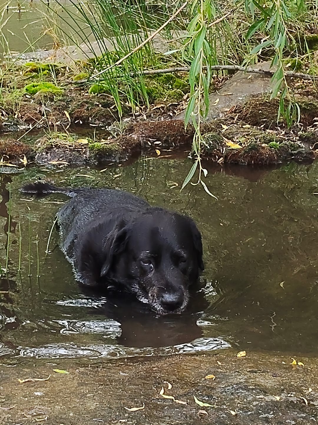 Customer photo review of FlexCare (Joint & Movement Support For Dogs)