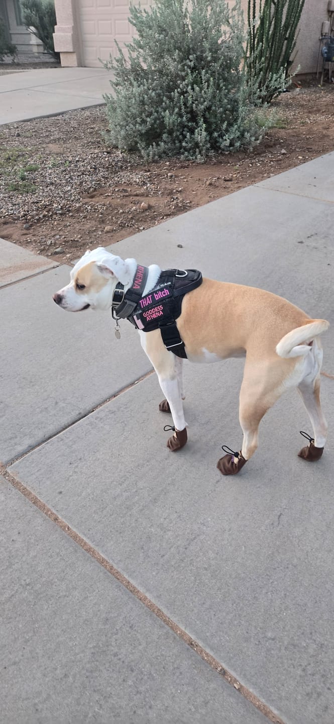 Customer photo review of The Lariat Cinch - Dog Boots - Full Set