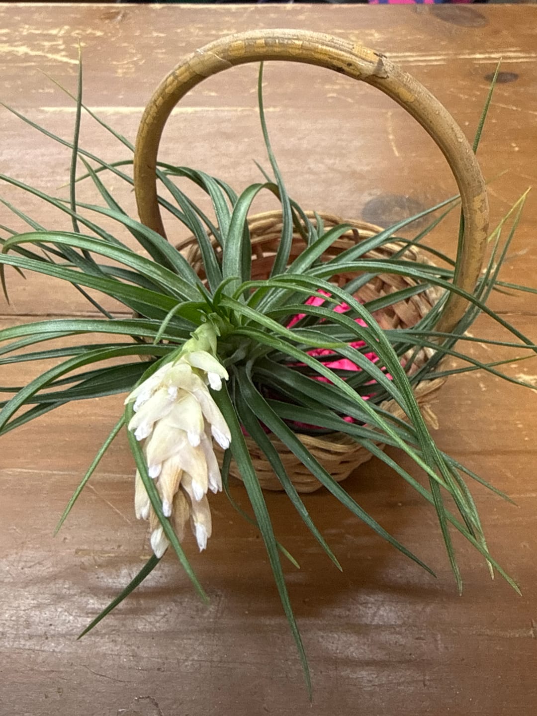 Customer photo review of Air Plant Mystery Box  Curated Tillandsia Collection  5 Tiers Available