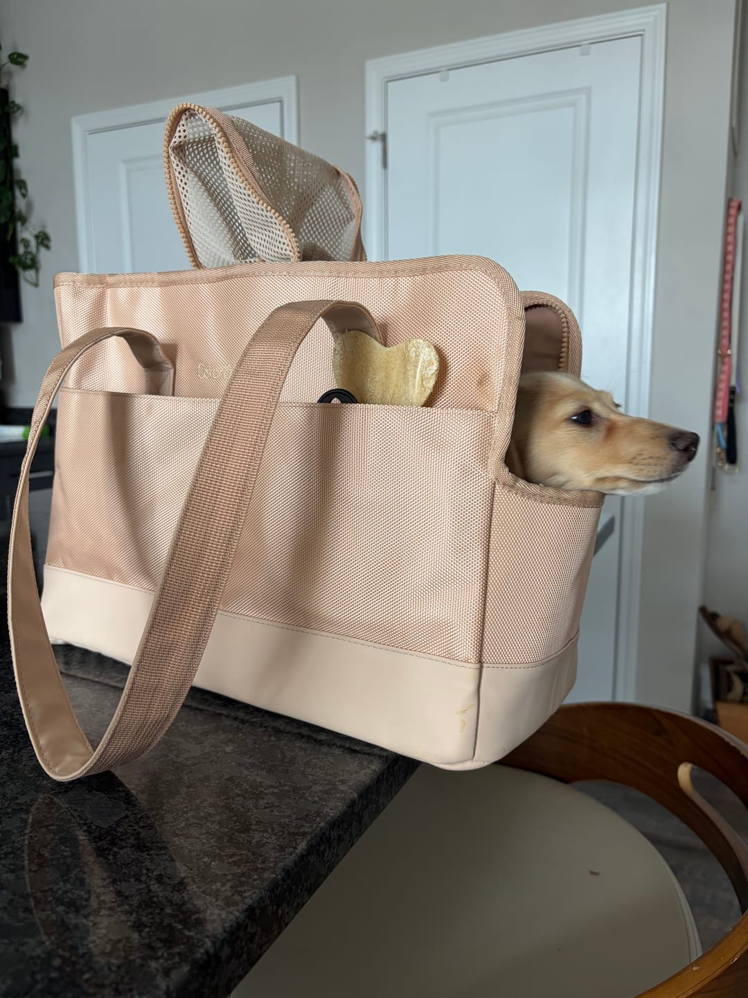 Customer photo review of Beige Pet Tote Bag