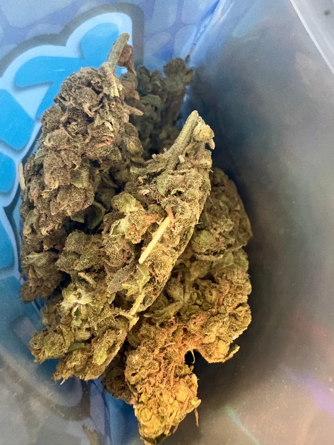 Customer photo review of Biscotti Cake - 28 Grams - Hybrid