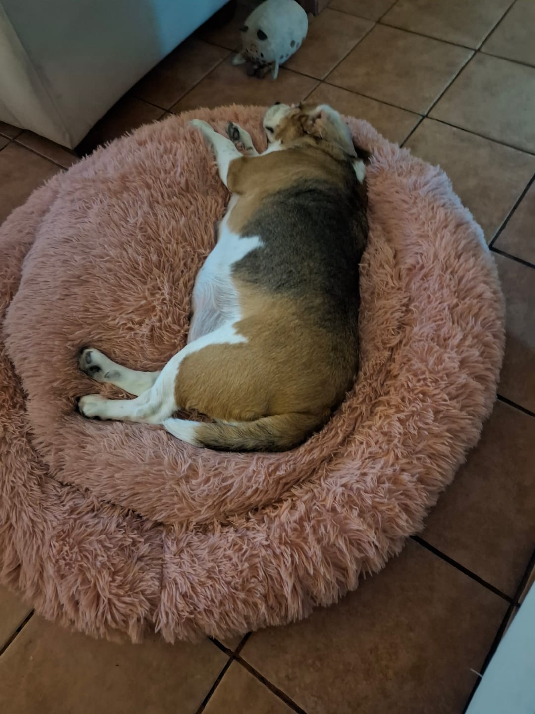 Customer photo review of Cama Anti-Estrés THE DOGS — Menos ansiedad, más descanso