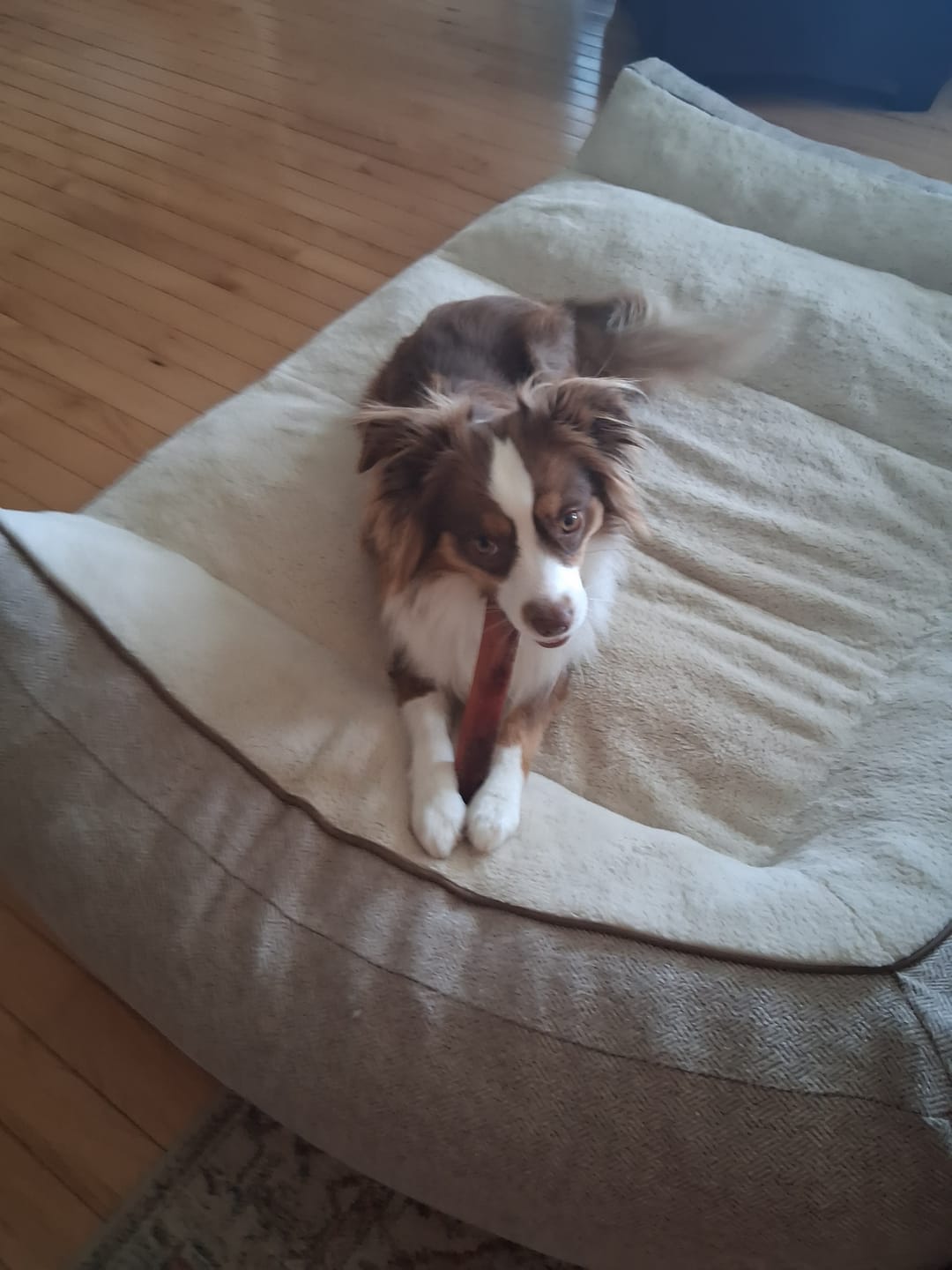 Customer photo review of 6 Inch Monster Bully Stick