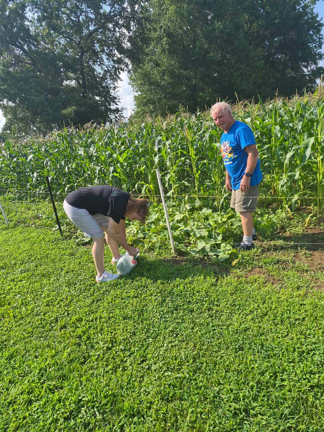 Customer photo review of Jackpot Sweet Corn Seed