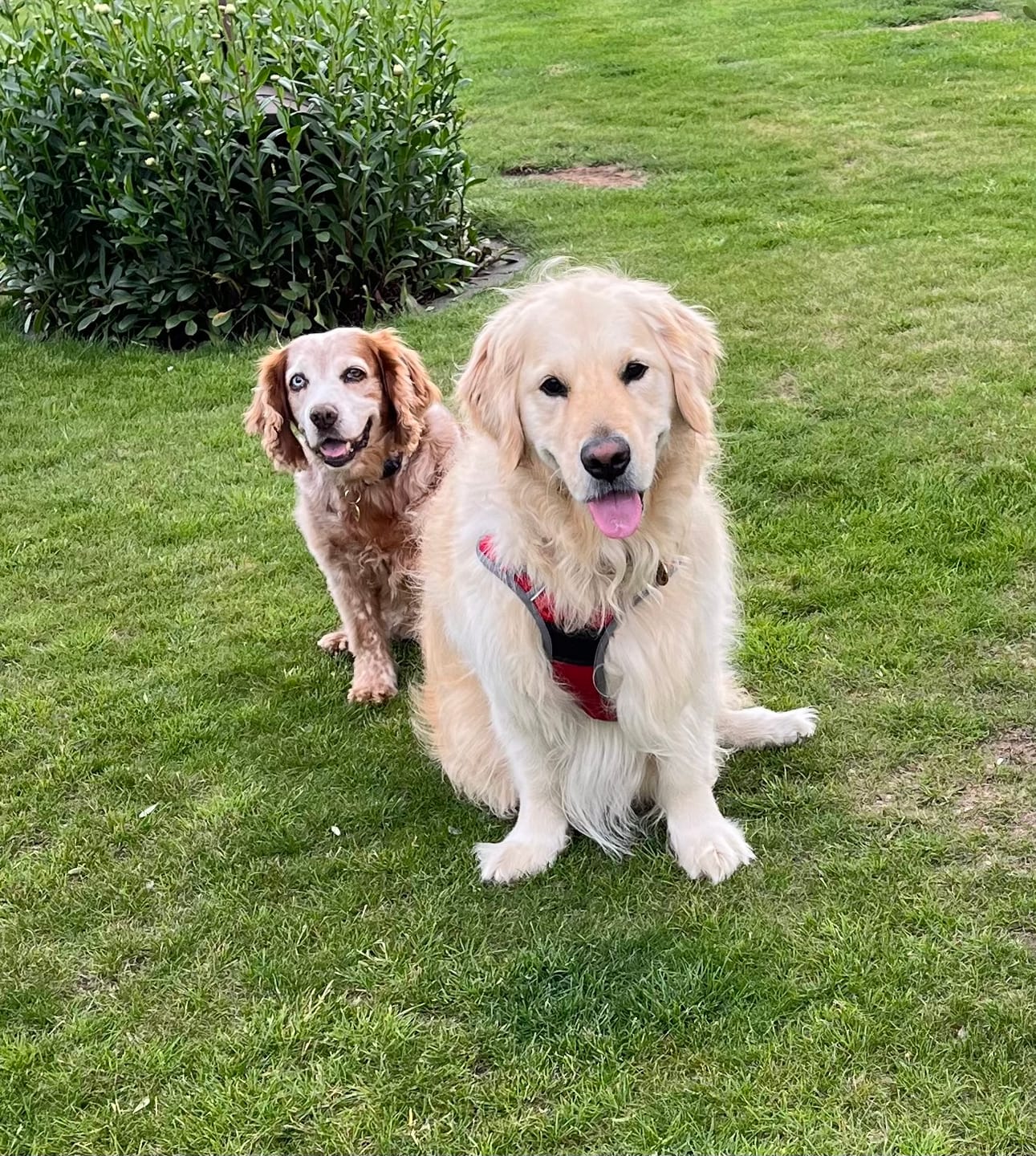 Customer photo review of Grass Green Supplement Chews for Dogs