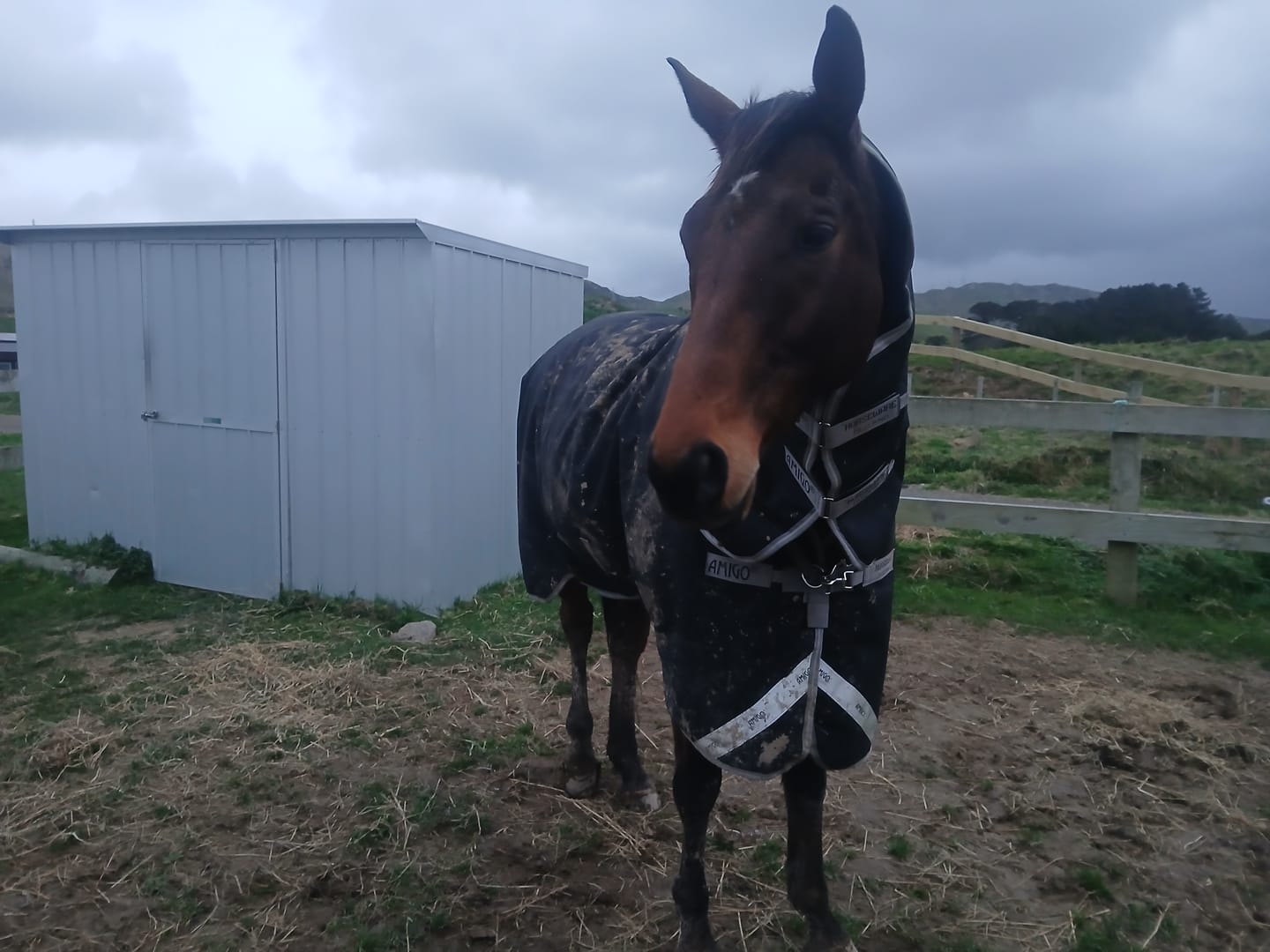 Customer photo review of Amigo 1200D Plus Turnout Detach-A-Neck